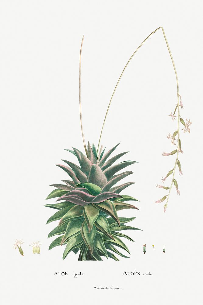Aloe Rigida Image from Histoire des Plantes Grasses (1799) by Pierre-Joseph Redout&eacute;. Original from Biodiversity…