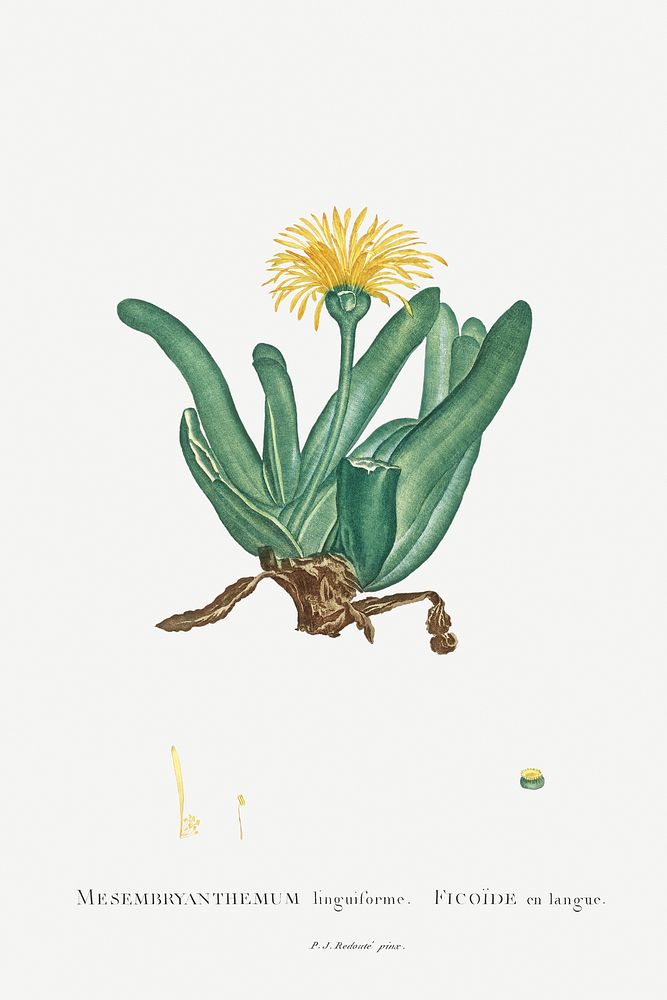Mesembryanthemum Linguiforme Image from Histoire des Plantes Grasses (1799) by Pierre-Joseph Redout&eacute;. Original from…