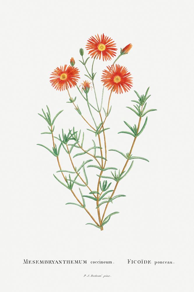 Mesembryanthemum Coccineum Image from Histoire des Plantes Grasses (1799) by Pierre-Joseph Redout&eacute;. Original from…