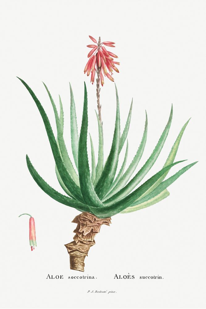 Aloe Socotrina Image from Histoire des Plantes Grasses (1799) by Pierre-Joseph Redout&eacute;. Original from Biodiversity…