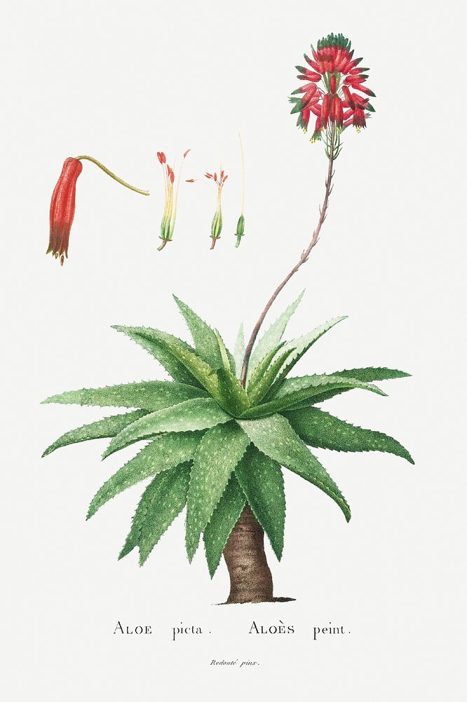 Aloe Picta Image from Histoire des Plantes Grasses (1799) by Pierre-Joseph Redout&eacute;. Original from Biodiversity…