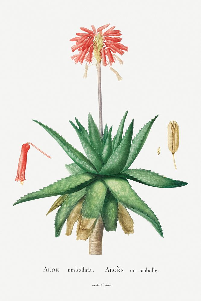 Aloe Umbellata Image from Histoire des Plantes Grasses (1799) by Pierre-Joseph Redout&eacute;. Original from Biodiversity…