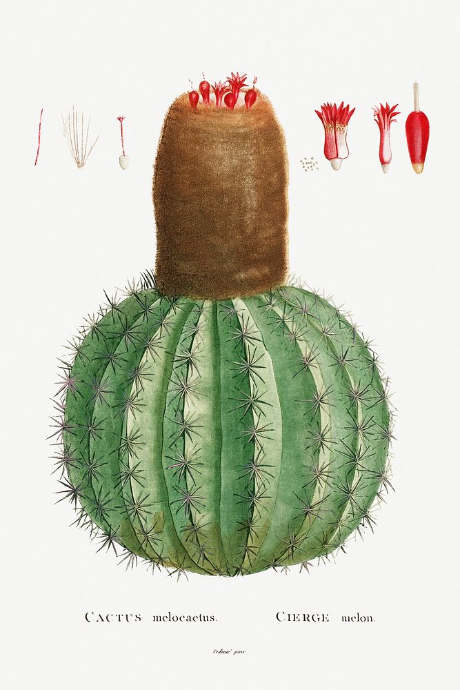 Cactus Melocactus Image from Histoire des Plantes Grasses (1799) by Pierre-Joseph Redout&eacute;. Original from Biodiversity…