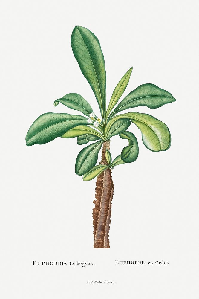 Euphorbia Lophogona illustration poster mockup