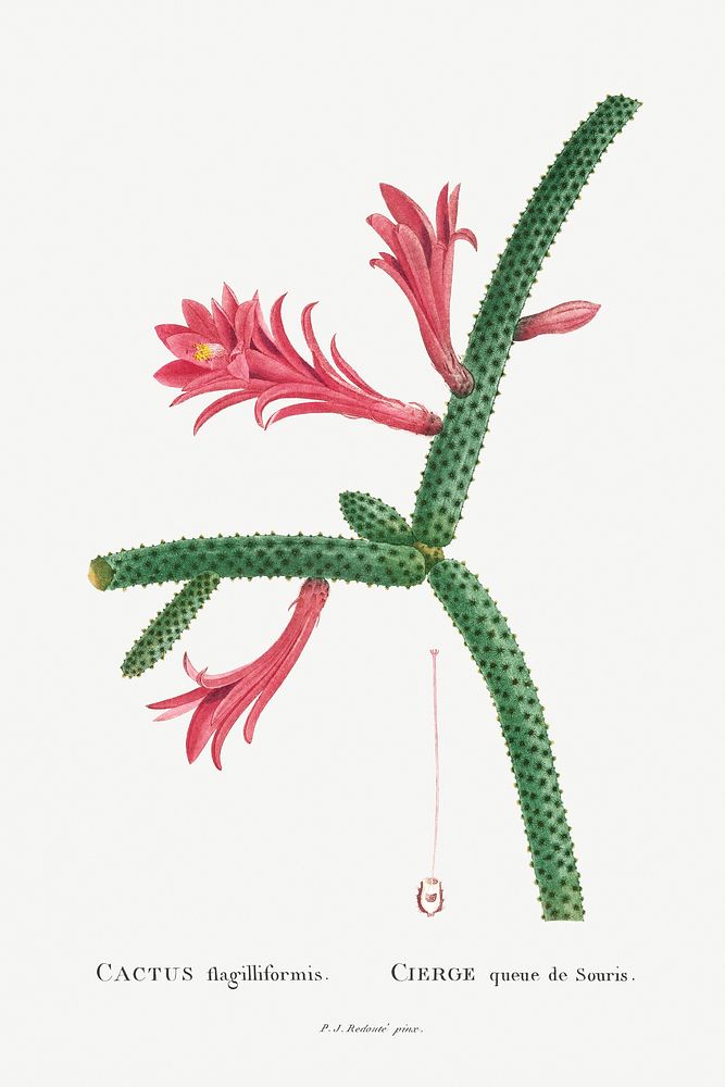 Cactus Flagelliformis Image from Histoire des Plantes Grasses (1799) by Pierre-Joseph Redout&eacute;. Original from…