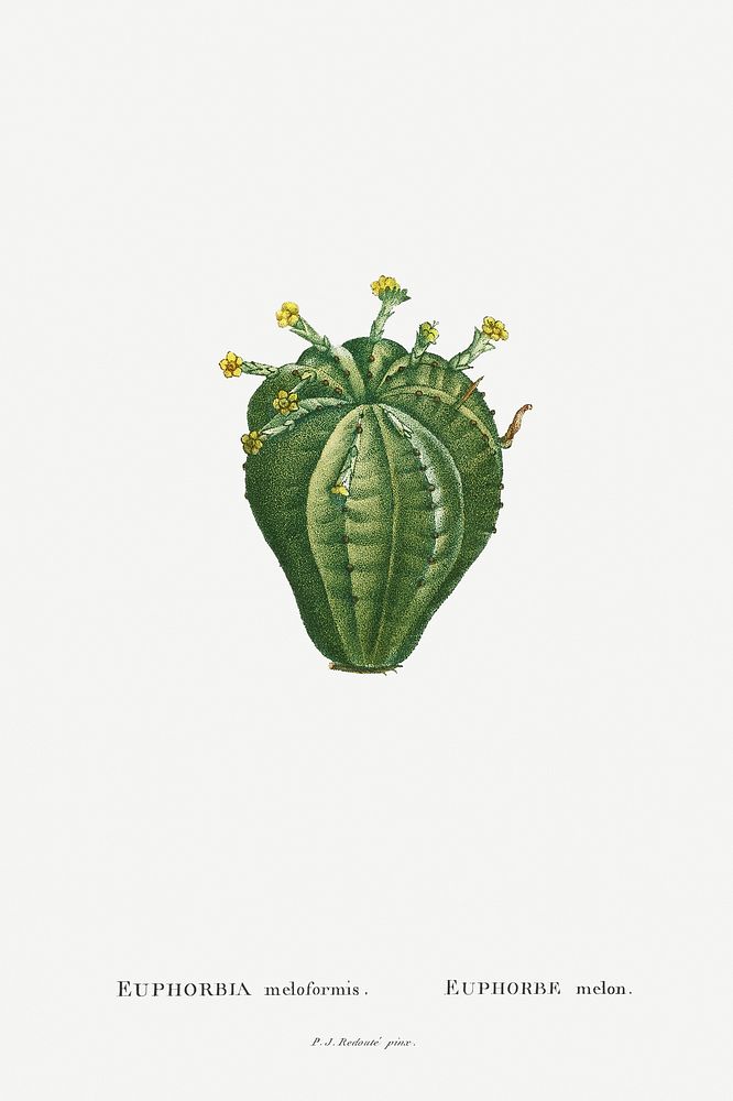 Euphorbia Meloformis Image from Histoire des Plantes Grasses (1799) by Pierre-Joseph Redout&eacute;. Original from…