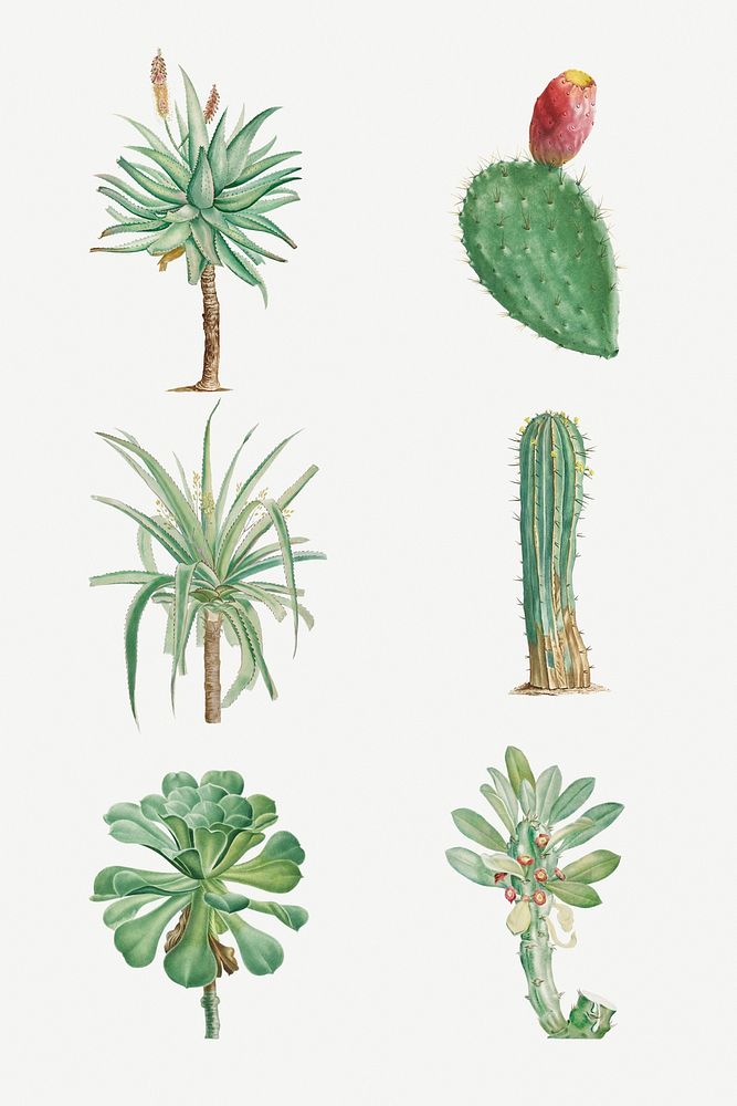 Hand drawn green plant set illustration