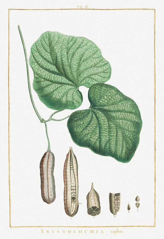 Aristolochia sipho Image from Stirpes Novae aut Minus Cognitae (1784) by Pierre-Joseph Redout&eacute; and Charles Louis…