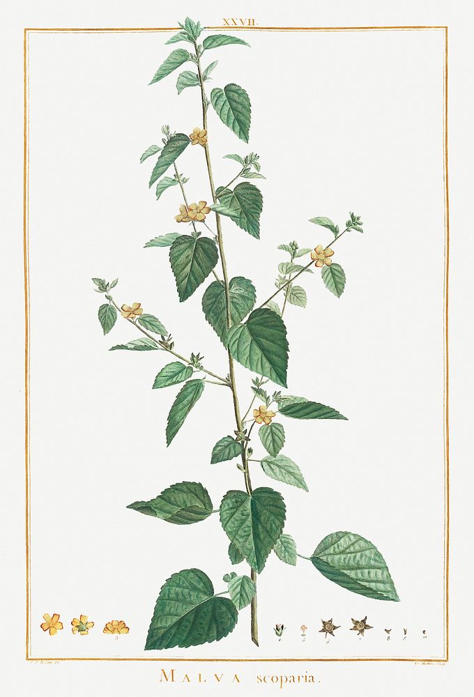 Ehretia Internodis Image from Stirpes Novae aut Minus Cognitae (1784) by Pierre-Joseph Redout&eacute; and Charles Louis…