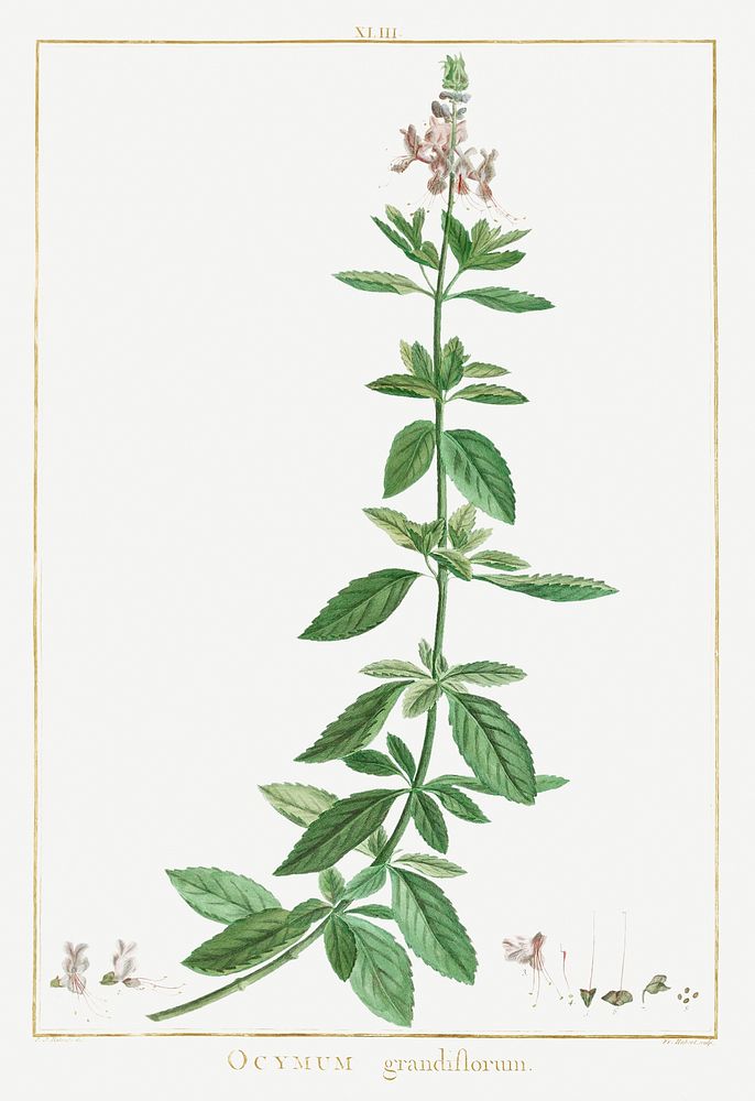 Ocimum Grandiflorum Image from Stirpes Novae aut Minus Cognitae (1784) by Pierre-Joseph Redout&eacute; and Charles Louis…