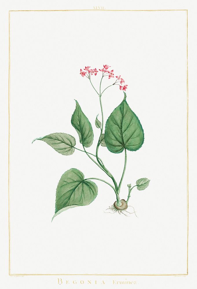 Begonia Erminea Image from Stirpes Novae aut Minus Cognitae (1784) by Pierre-Joseph Redout&eacute; and Charles Louis…