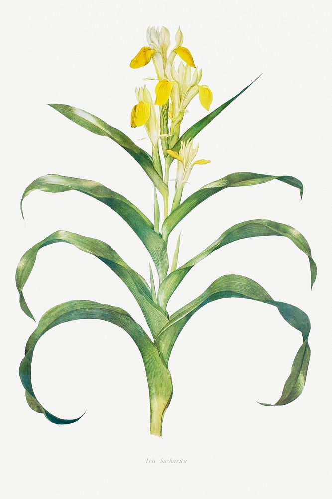Iris Bucharica from The genus Iris by William Rickatson Dykes (1877-1925). Original from The Biodiversity Heritage Library.…