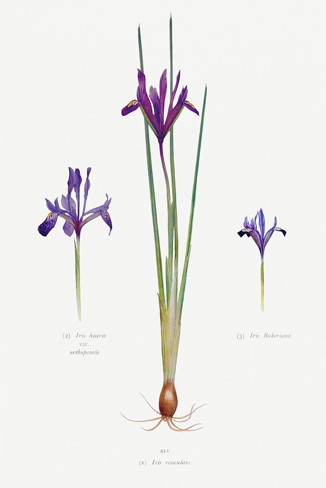 Iris Reticulata, Iris Histrio var. Orthopetala and Iris Bakeriana from The genus Iris by William Rickatson Dykes (1877…