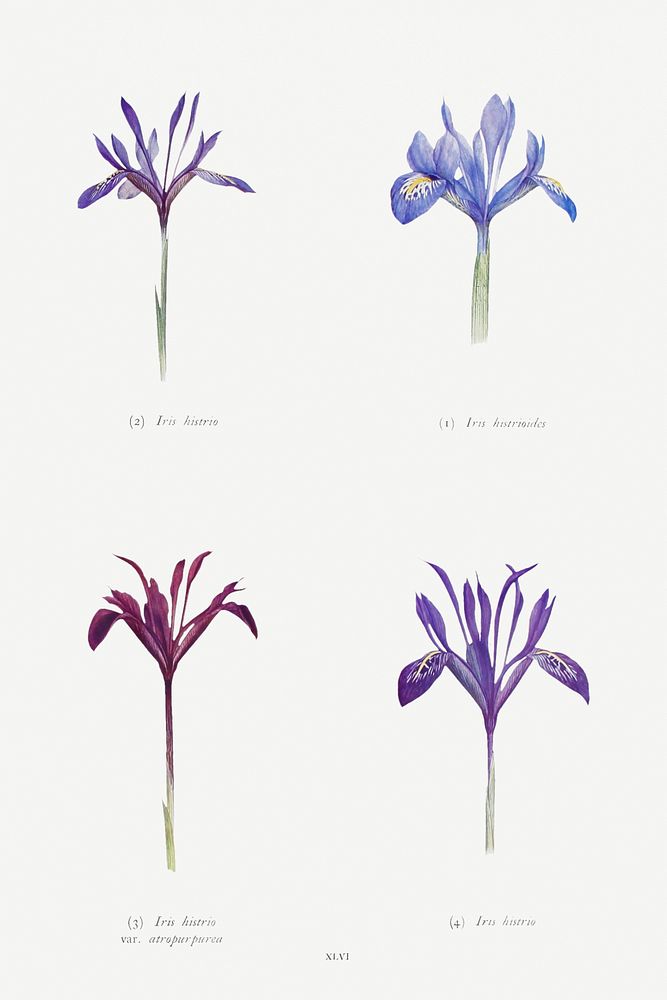 Iris Histrioides, Iris Histrio, Iris Histrio var. Atropurpurea and Iris istrio from The genus Iris by William Rickatson…