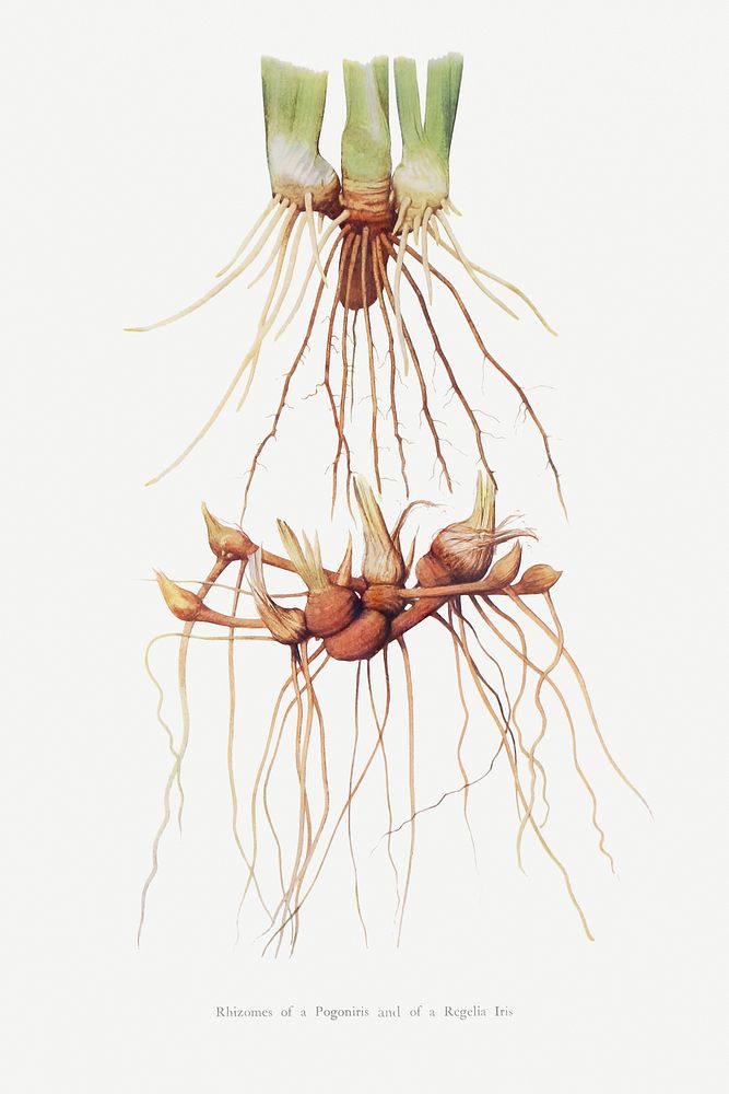 Rhizomes of a Pogoniris and of a Regelia Iris from The genus Iris by William Rickatson Dykes (1877-1925). Original from The…