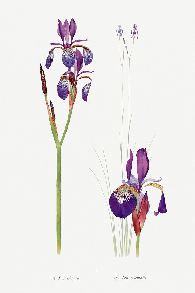 Vintage Iris flower illustration template
