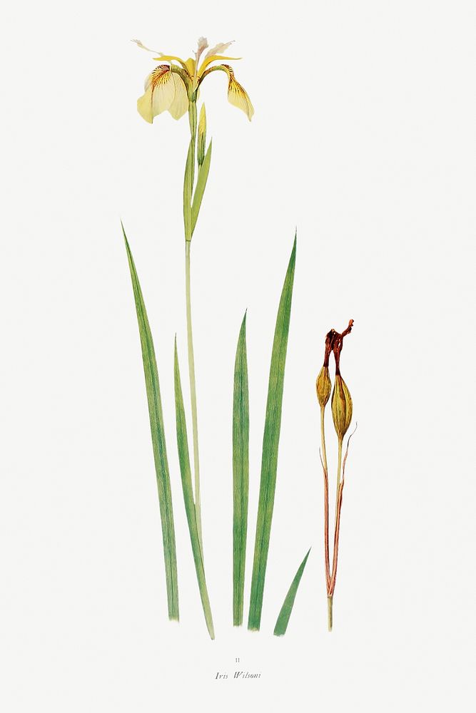 Iris Wilsoni from The Genus Iris (1913) by William Rickatson Dykes. Original from The Biodiversity Heritage Library.…