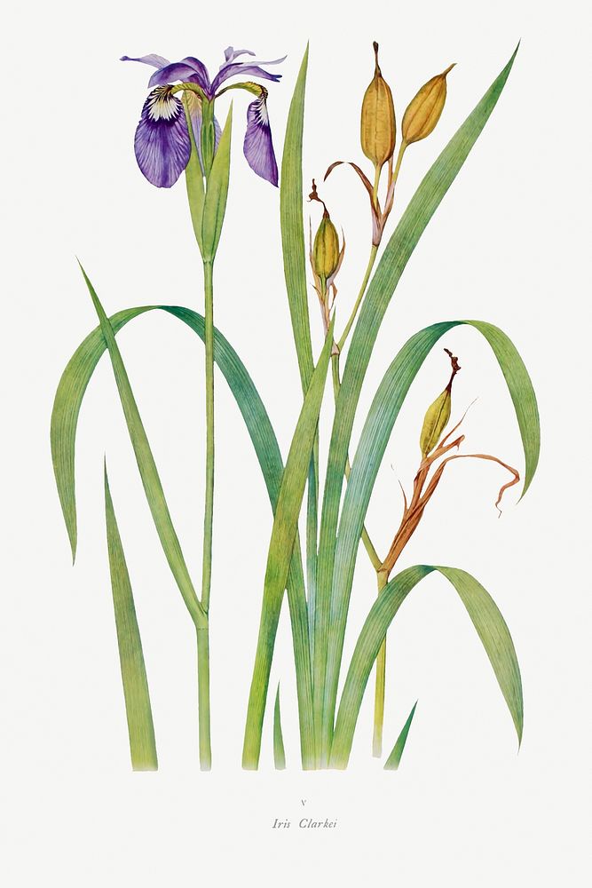 Iris Clarkei from The Genus Iris (1913) by William Rickatson Dykes. Original from The Biodiversity Heritage Library.…