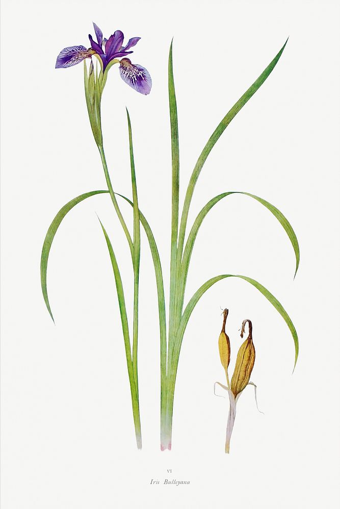 Iris Bulleyana The Genus Iris (1913) by William Rickatson Dykes. Original from The Biodiversity Heritage Library. Digitally…