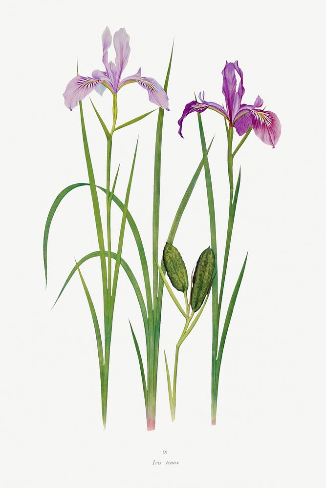 Iris Tenax The Genus Iris (1913) by William Rickatson Dykes. Original from The Biodiversity Heritage Library. Digitally…