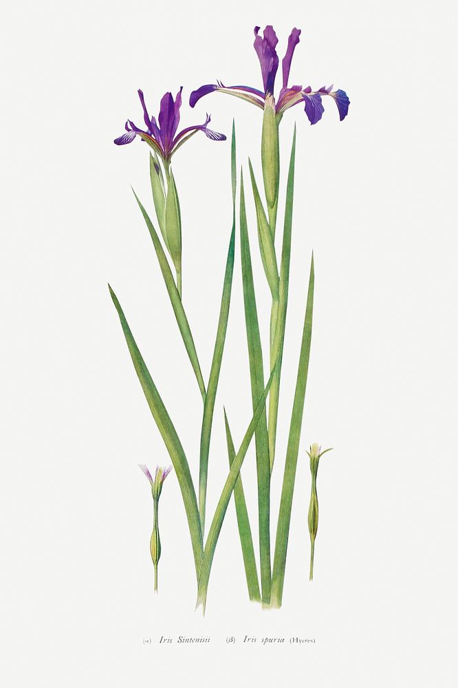 Iris Sintenisii and Iris Spuria from The Genus Iris (1913) by William Rickatson Dykes. Original from The Biodiversity…