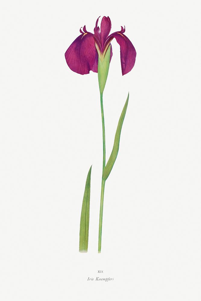 Iris Kaempferi from The genus Iris by William Rickatson Dykes (1877-1925). Original from The Biodiversity Heritage Library.…