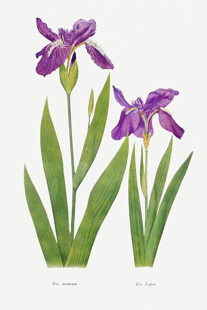 Iris Tectorum and Iris Loptec from The genus Iris by William Rickatson Dykes (1877-1925). Original from The Biodiversity…