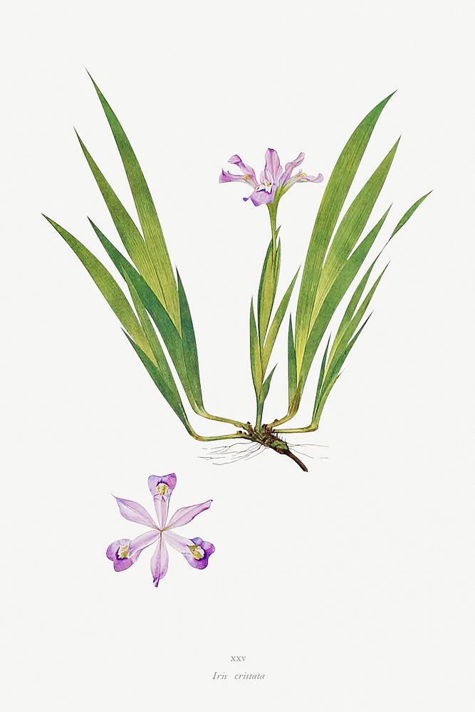 Iris Cristata from The genus Iris by William Rickatson Dykes (1877-1925). Original from The Biodiversity Heritage Library.…