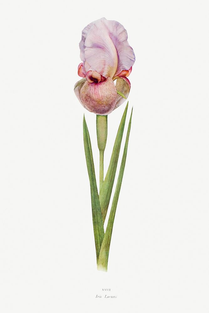 Iris Lortetii from The genus Iris by William Rickatson Dykes (1877-1925). Original from The Biodiversity Heritage Library.…
