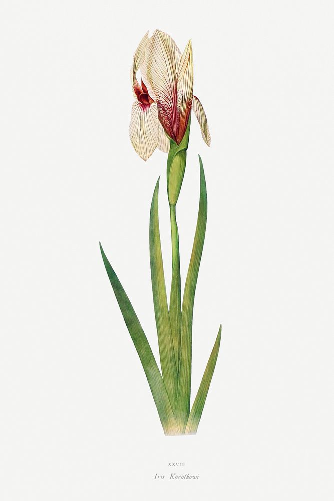 Iris Korolkowi from The genus Iris by William Rickatson Dykes (1877-1925). Original from The Biodiversity Heritage Library.…
