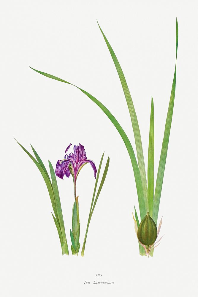 Iris Kumaonensis from The genus Iris by William Rickatson Dykes (1877-1925). Original from The Biodiversity Heritage…