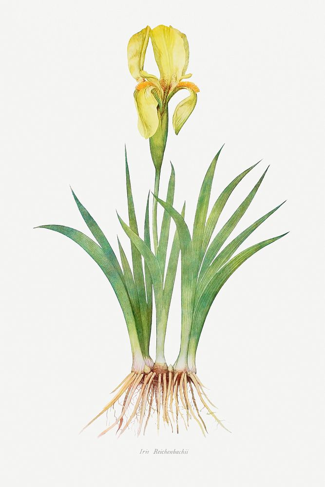 Iris Reichenbachii from The genus Iris by William Rickatson Dykes (1877-1925). Original from The Biodiversity Heritage…