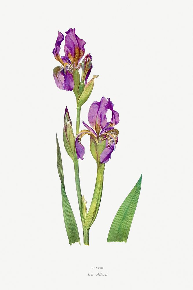 Iris Alberti The genus Iris by William Rickatson Dykes (1877-1925). Original from The Biodiversity Heritage Library.…