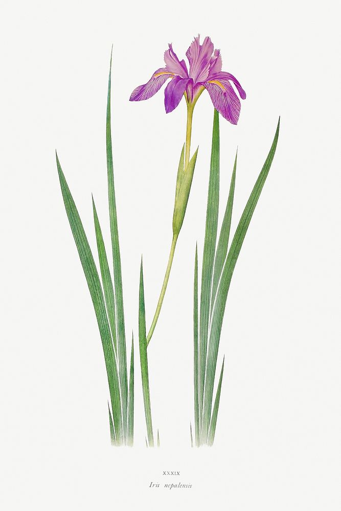 Iris Nepalensis from The genus Iris by William Rickatson Dykes (1877-1925). Original from The Biodiversity Heritage Library.…