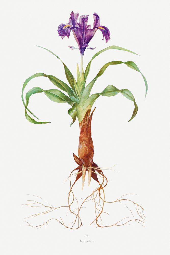 Iris Alata from The genus Iris by William Rickatson Dykes (1877-1925). Original from The Biodiversity Heritage Library.…