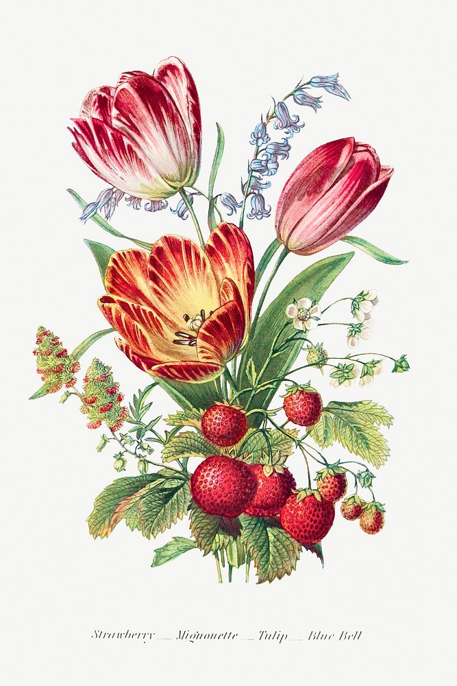 Strawberry, Mignonette, Tulip, and Blue Bell and from The Language of Flowers, or, Floral Emblems of Thoughts, Feelings, and…