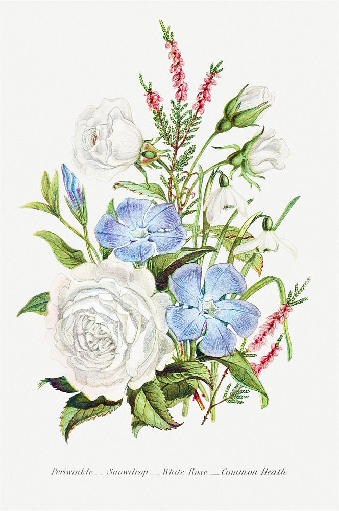 Periwinkle, Snowdrop, White Rose and Common Heath from The Language of Flowers, or, Floral Emblems of Thoughts, Feelings…