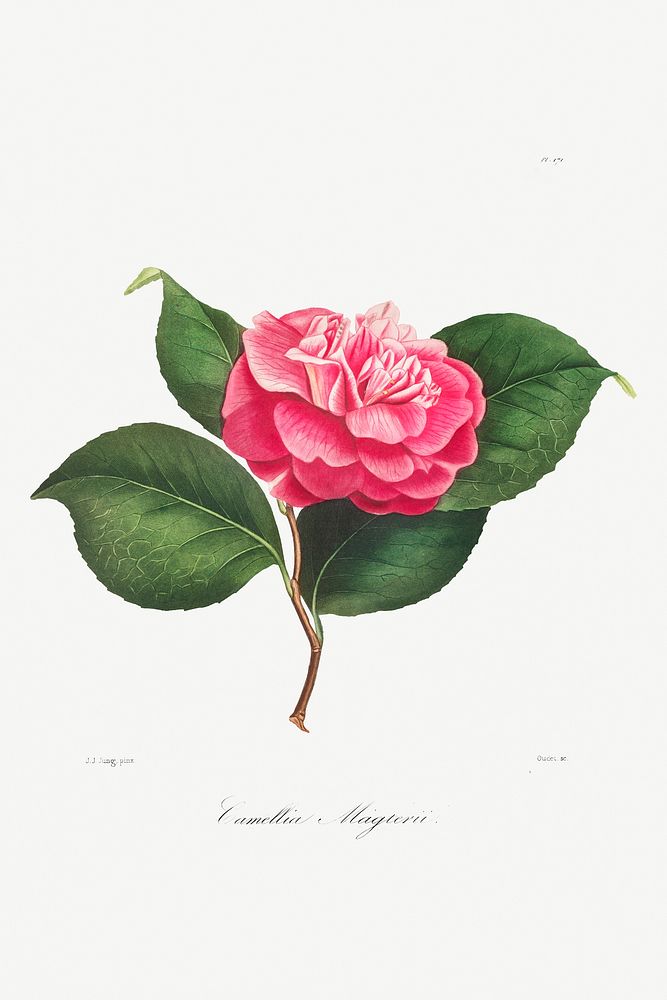 Camellia: No. 171 from Iconographie du Genre Camellia ou Description et Figures (1839&ndash;1843) by Lorenzo Berl&egrave;se.…