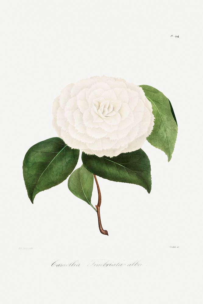 Camellia: No. 194 from Iconographie du Genre Camellia ou Description et Figures (1839&ndash;1843) by Lorenzo Berl&egrave;se.…