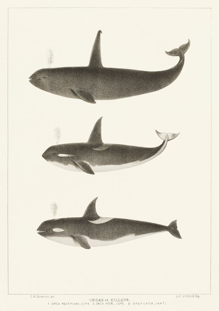 Orca or Killer whale (Orca rectipinna, Orca Ater) from Natural history of the cetaceans and other marine mammals of the…