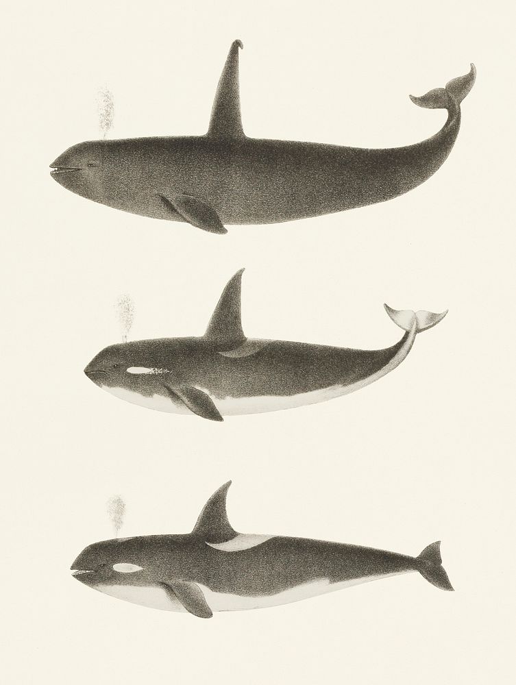 Vintage illustration of Orca or Killer whale (Orca rectipinna, Orca Ater)