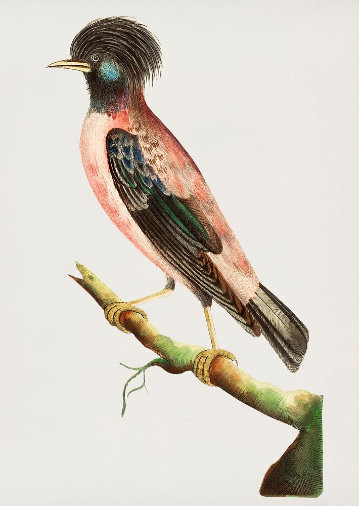 Vintage illustration of Rose-coloured ouzel