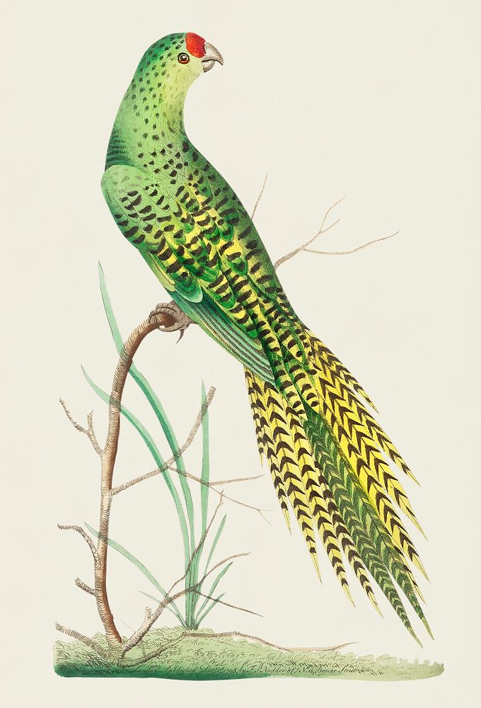 Vintage illustration of Ground parrot