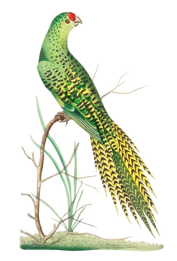 Ground parrot illustration from The Naturalist's Miscellany (1789-1813) by George Shaw (1751-1813)