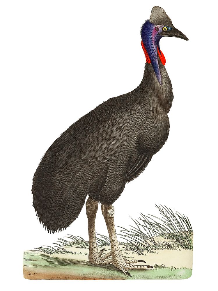Galeated Cassowary or Black Cassowary or Emu illustration from The Naturalist's Miscellany (1789-1813) by George Shaw (1751…