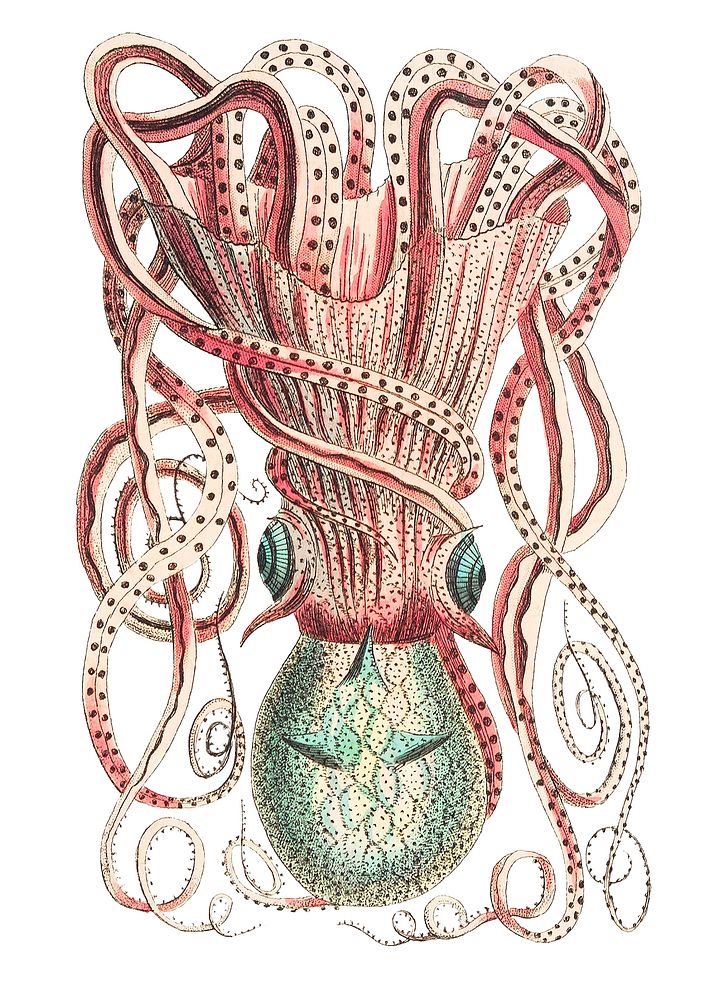 Granulated Cuttle illustration from The Naturalist's Miscellany (1789-1813) by George Shaw (1751-1813)