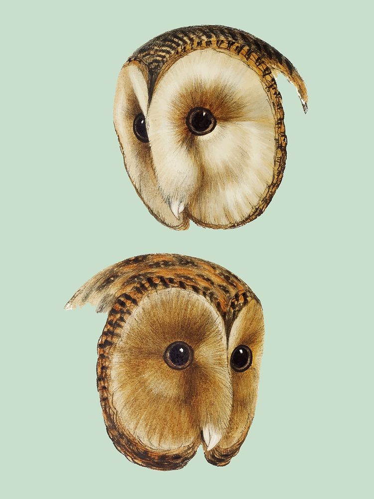 1. Masked barn owl (Strix personata) 2. Tasmanian masked owl (Strix castanops) illustration