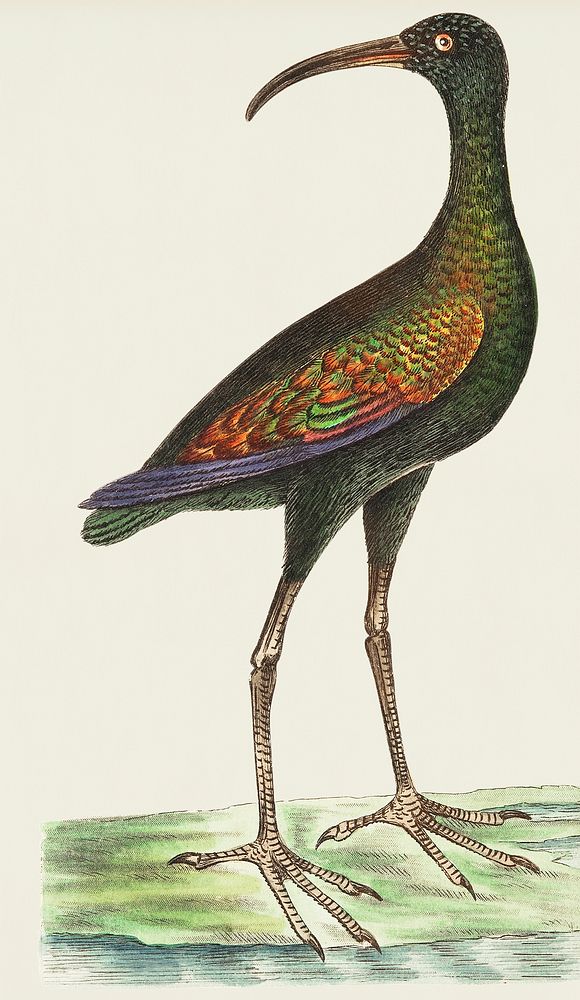 Brasilian Curlew or Guarauna illustration from The Naturalist's Miscellany (1789-1813) by George Shaw (1751-1813)