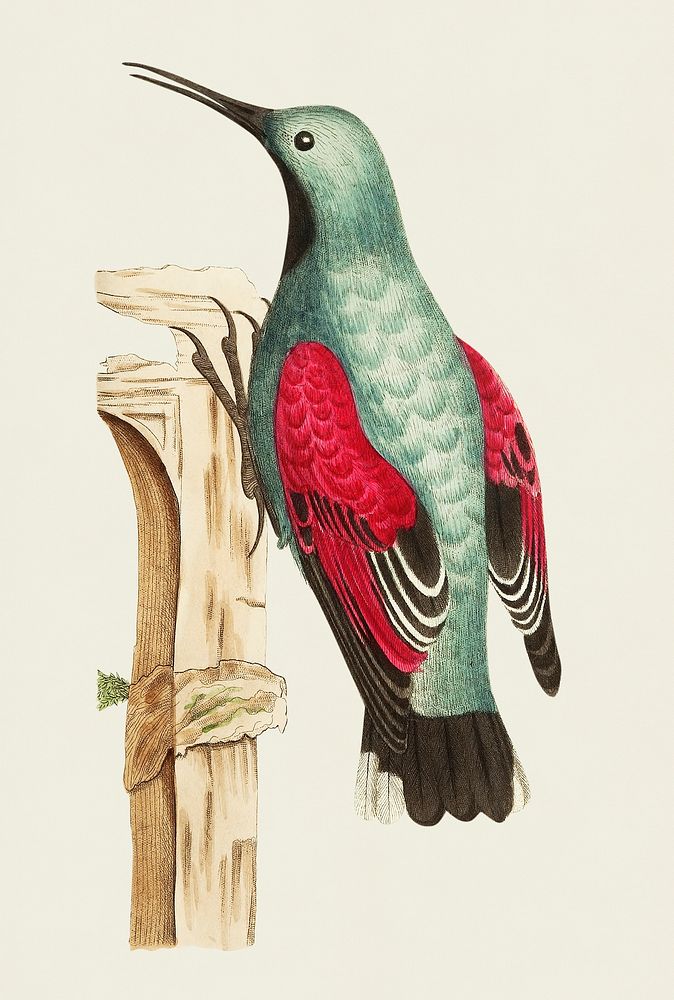 Wall creeper or Grey creeper illustration from The Naturalist's Miscellany (1789-1813) by George Shaw (1751-1813)