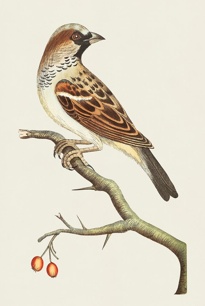 Sparrow or House sparrow illustration from The Naturalist's Miscellany (1789-1813) by George Shaw (1751-1813)